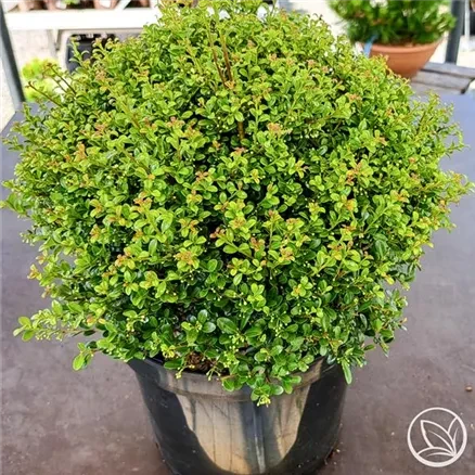 Japanische Stechpalme Ilex crenata Glorie Gem