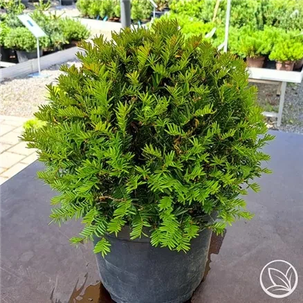 Eibenkugel Taxus Baccata