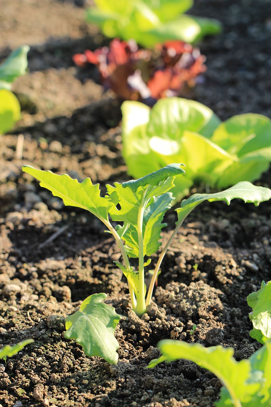 Jungpflanzen wie Kohlrabi und Salat im Hochbeet