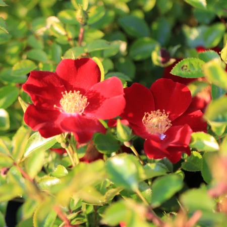 Bodendeckerrose 'Alexander von Humbold'