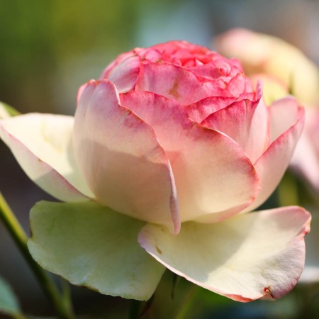 Weiß-rosafarbende Blüte der Eden 85 Rose